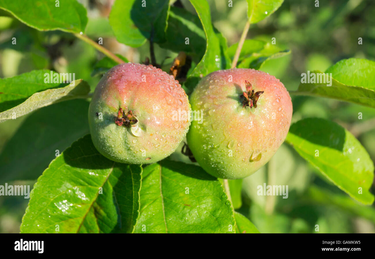 Apple grows on branch with green sheet and drop of water Stock Photo