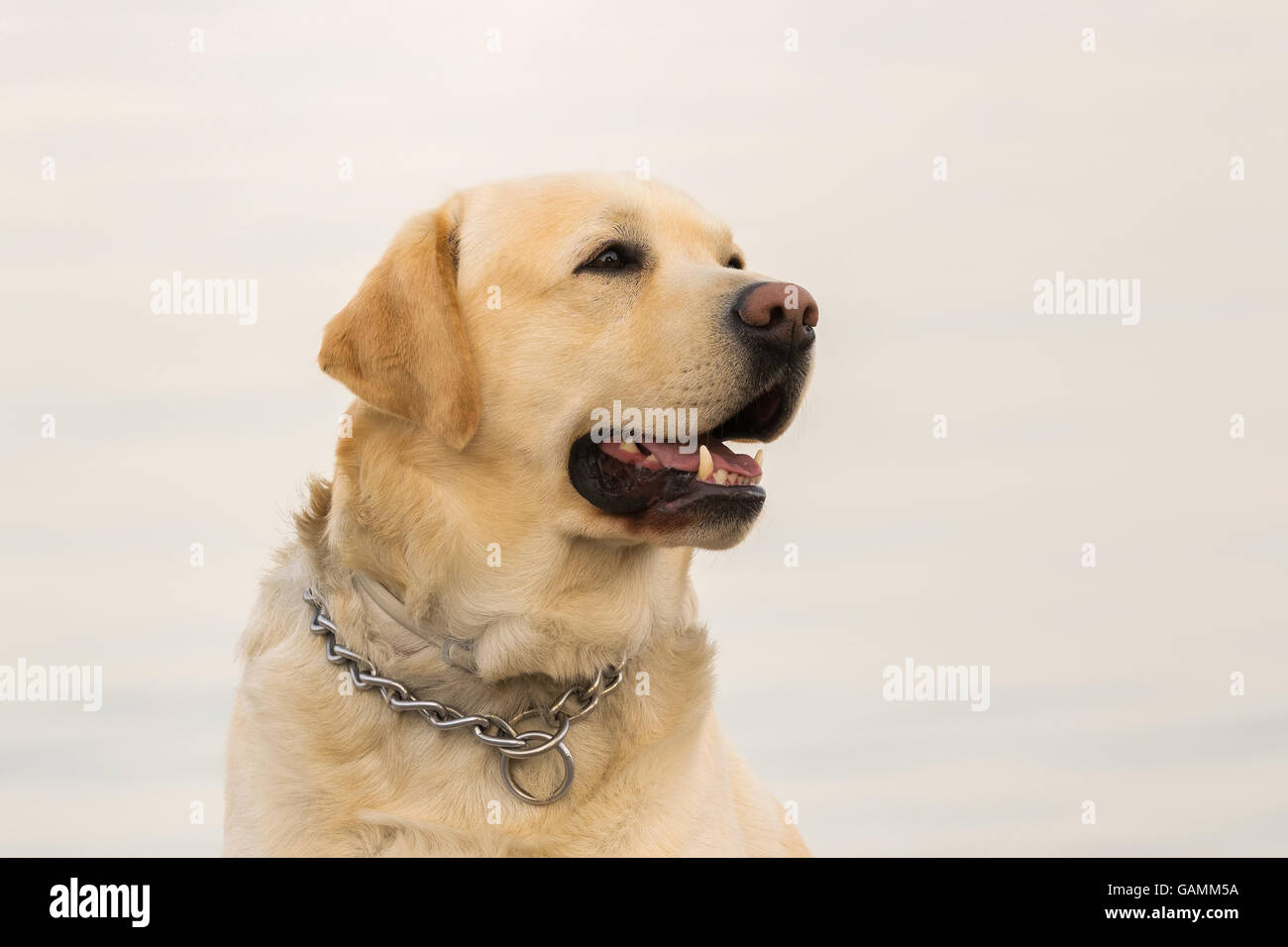Labrador dog portrait against the blurred sea. Stock Photo