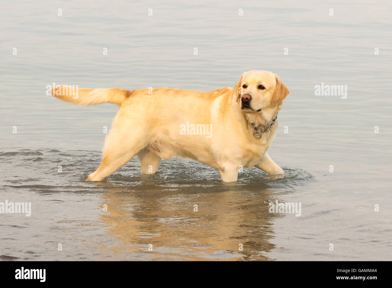 Labrador dog having fun at the sea. Stock Photo