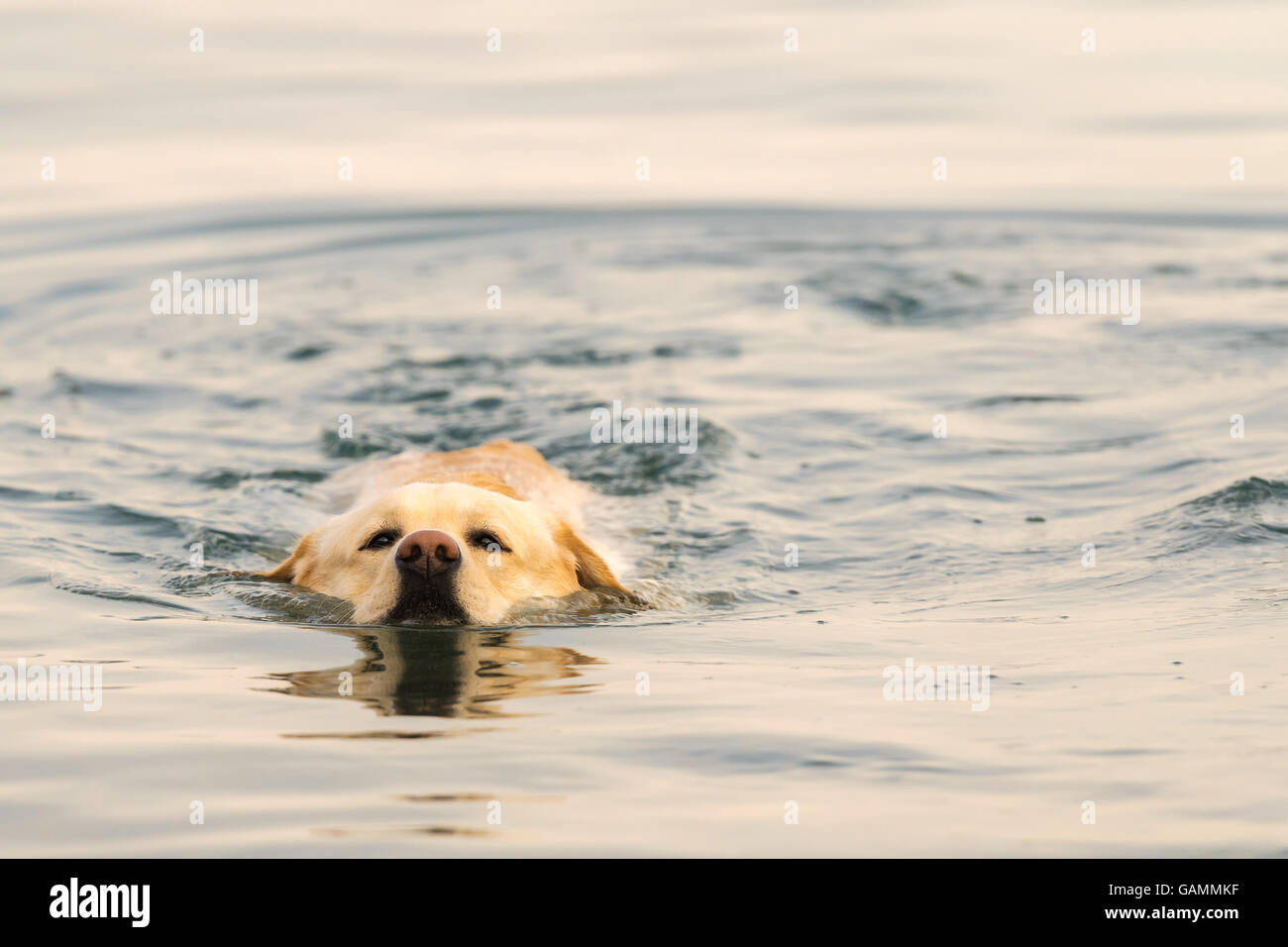 Labrador dog swimming in the sea. Stock Photo