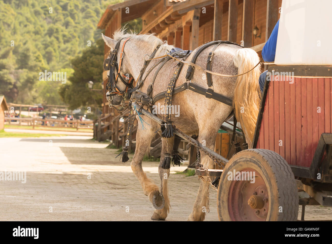 Walk with a horse coach at a ranch. Stock Photo