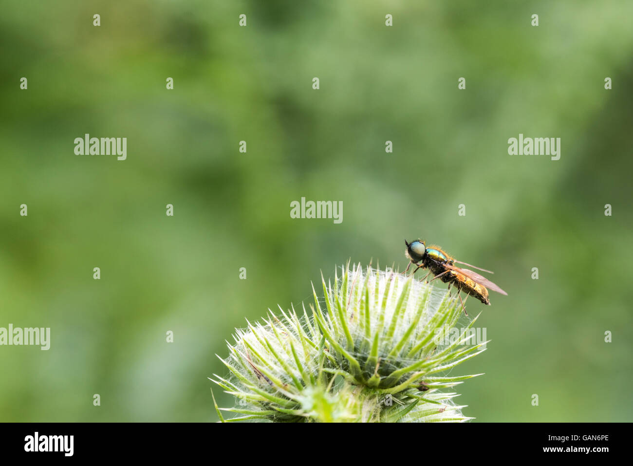A Broad Centurion Soldier Fly perched on a thistle Stock Photo
