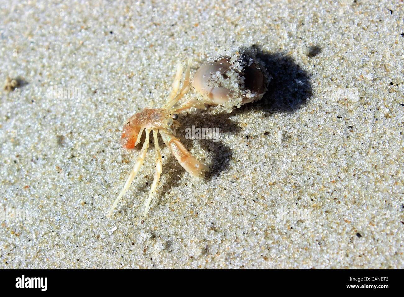 Hermit crab outside of its shell Stock Photo - Alamy