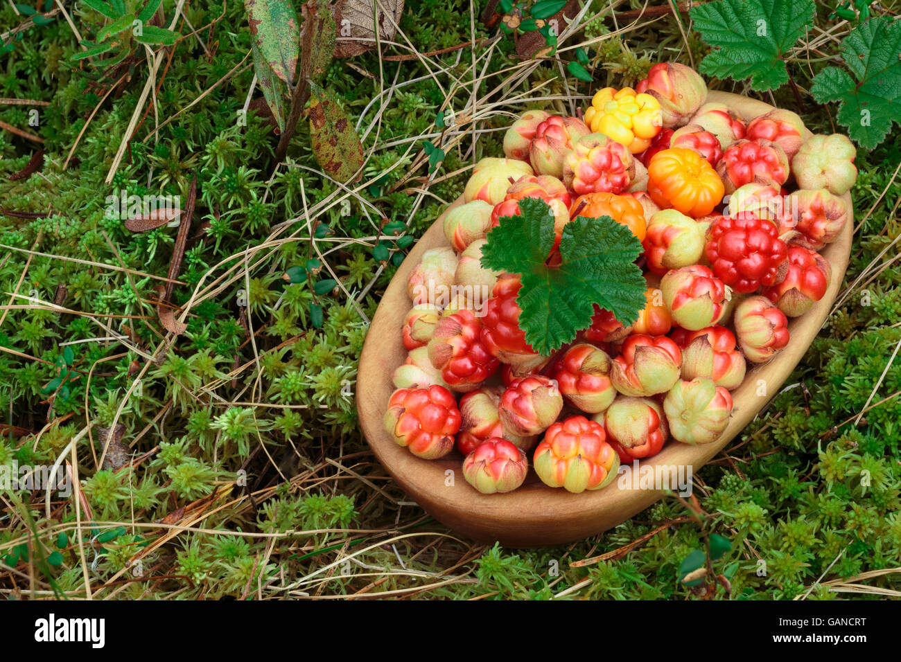 Bowl of cloudberries (Rubus Chamaemorus) with leaves standing on moss. Large depth of field, background, copyspace Stock Photo