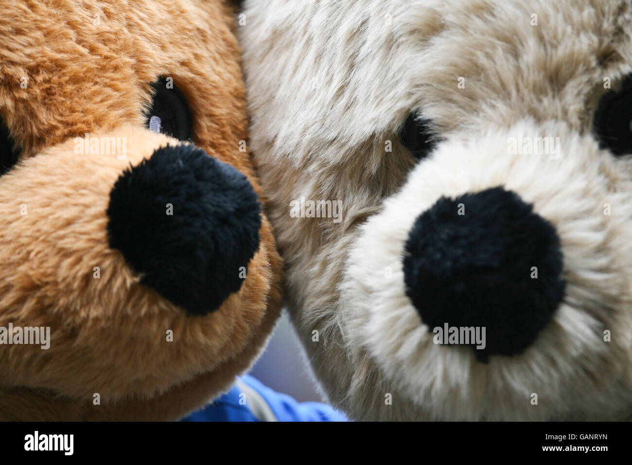 Stockport county mascot hires stock photography and images Alamy