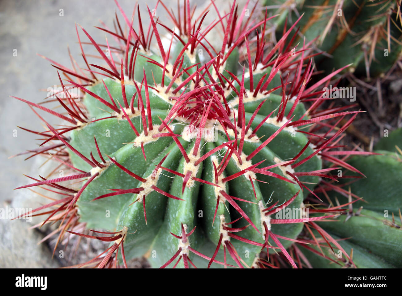 Cactus. Green cactus thorns in the cultivation bowl ,it has lots of small  long red stings Stock Photo - Alamy