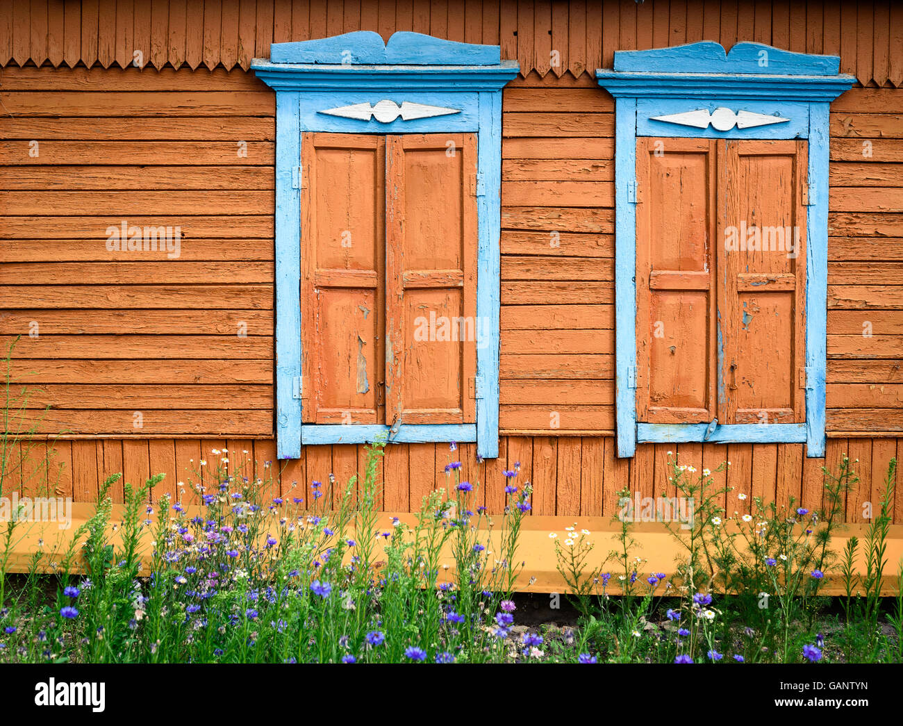 Two ornate hard carved wooden window frames in blue paint with closed orange hatches on a wood house exterior wall with flora Stock Photo