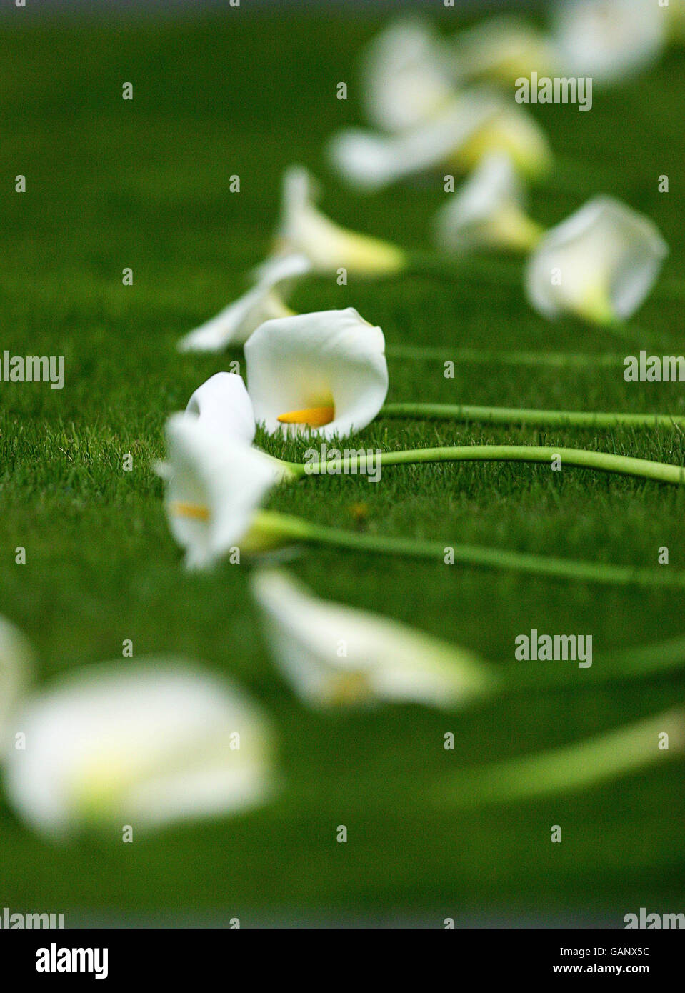 Easter Lilies lie on the plot at the Annual Fianna Fail Arbour Hill Commeration in Dublin have thier picture taken.Outgoing Taoiseach Bertie Ahern today claimed his greatest achievement was peace on the island of Ireland and urged the next generation to continue the good work. In his final address at the annual Fianna Fail 1916 commemoration at Arbour Hill, Mr Ahern said loyalist communities in the north must be given support to move beyond conflict Picture Date Sunday April 27th, 2008. Photo credit should read:Julien Behal/ PA Wire Stock Photo