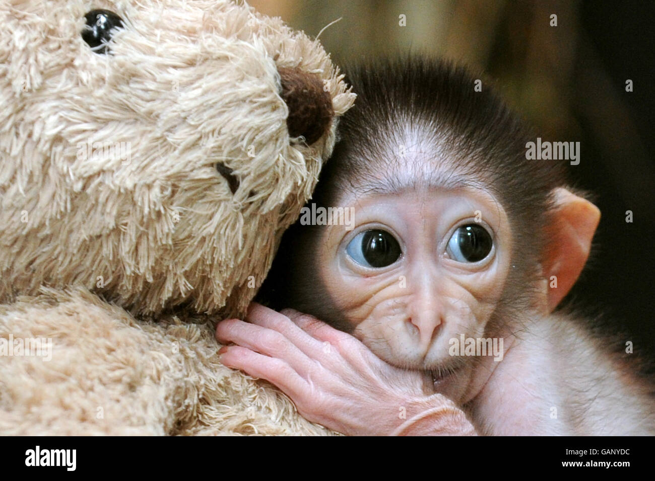 Conchita, a three week old white-naped mangabey monkey, who is currently hand rearing her following her mother's recuperation from a caesarian with help from a teddy bear who acts as a constant companion at London Zoo. Stock Photo