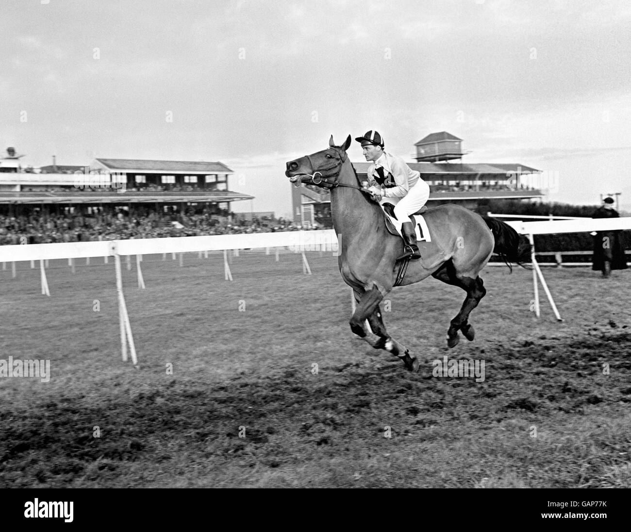 Imposant, seen here ridden by John Ciechanowski, who half owned the animal, one of the fench entries for the Grand National Steeplechase to be held at Aintree. The second half of the horse was owned by R. Couetil and trained by J O'Donoghue. Stock Photo