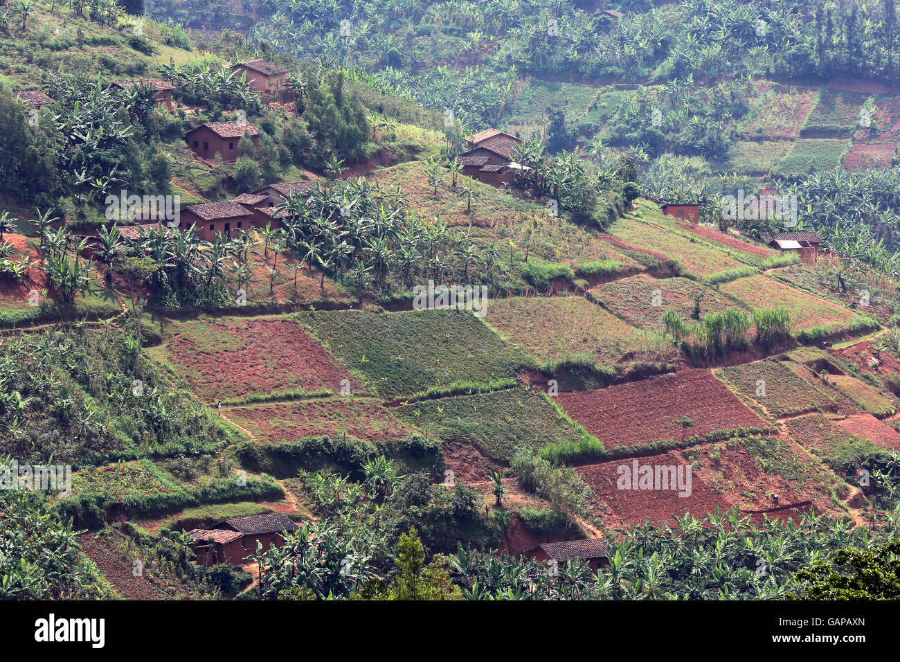 Small plots, fields of small farmers in Ruhengeri, Rwanda, Africa Stock
