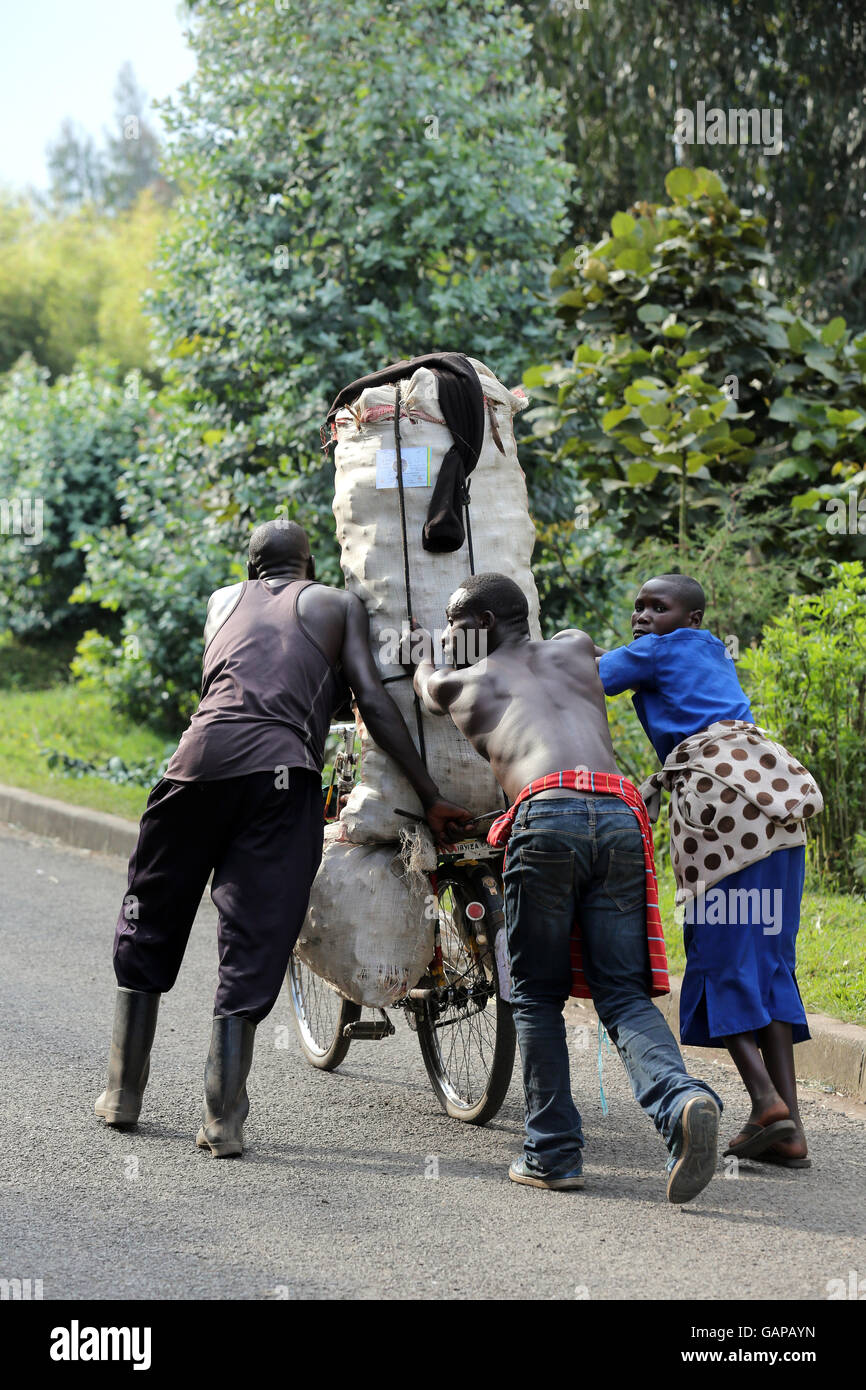 People pushing bicycles as taxis for heavy load near Ruhengeri, Rwanda, Africa Stock Photo