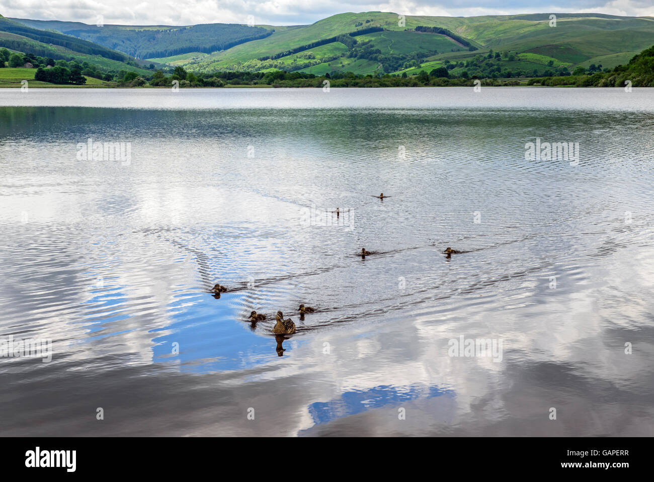 Mother mallard duck and ducklings on Semer Water swimming towards the photographer, Raydale Yorkshire Dales National Park Stock Photo