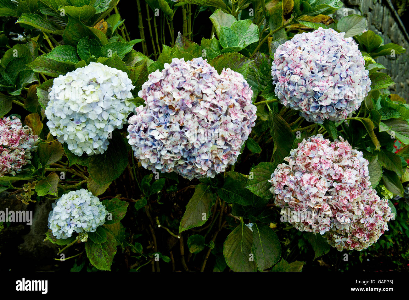 Stunning collection of outstanding fistful of Hortensia and Golden Rod flowers growing in multicolours in exquisite round symmetrical formation. Stock Photo