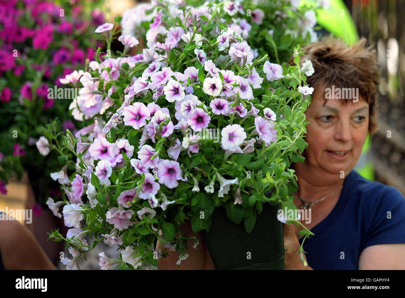 The last day of the annual Chelsea flower show in London, and bargain hunters carry off some of the exhibits for knock-down prices. Stock Photo