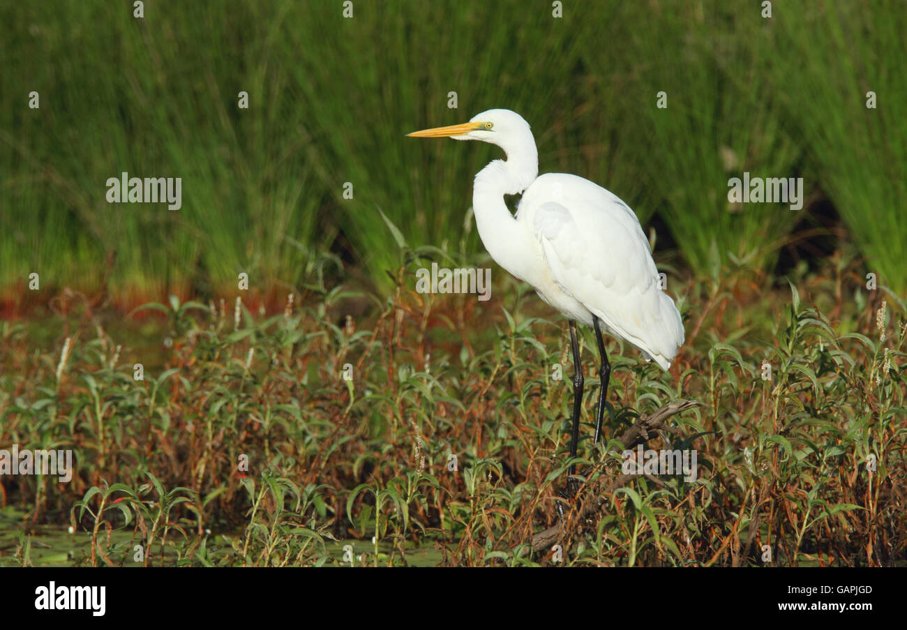 An Australian Eastern Great Egret, Ardea modesta, standing on the edge of a billabong in wetland habitat searching for food. Stock Photo