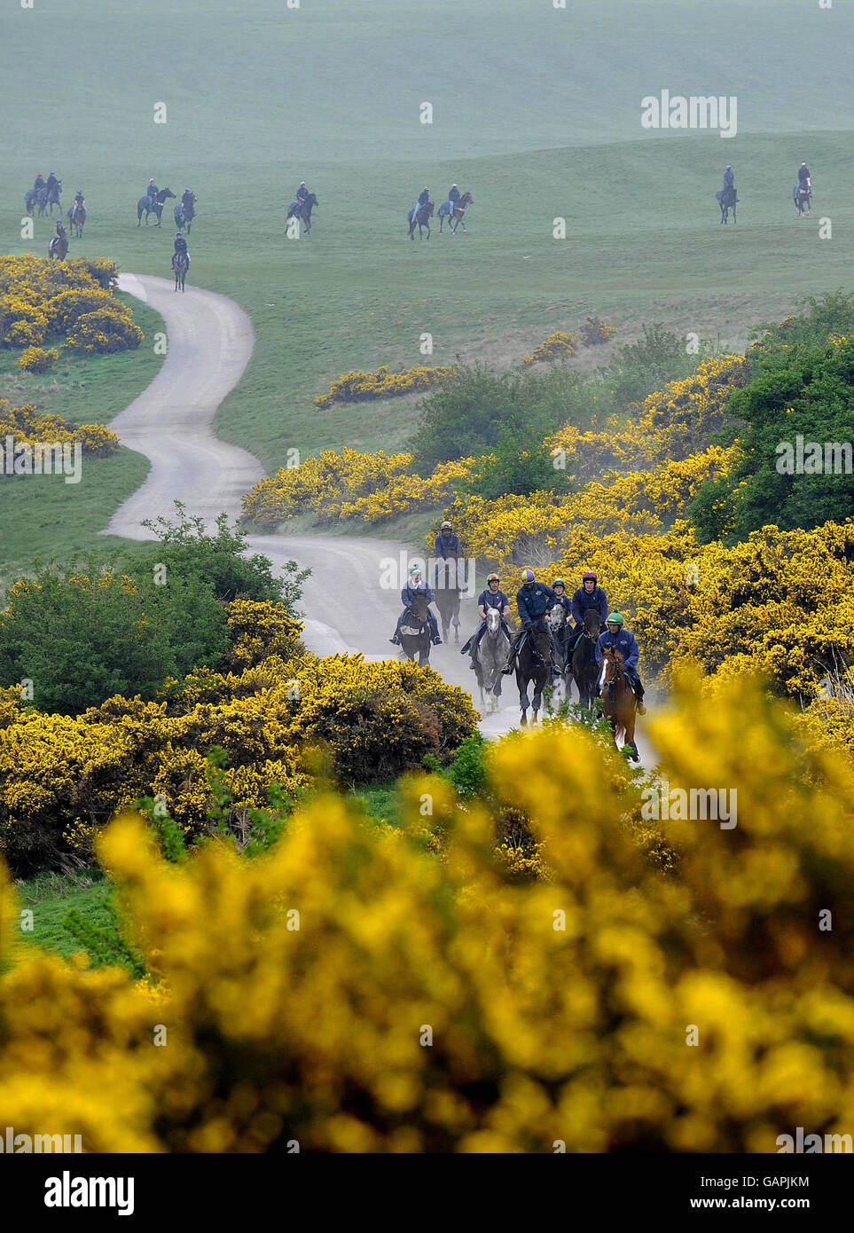 Race horses on a colourful Middleham Moor, North Yorkshire, as they