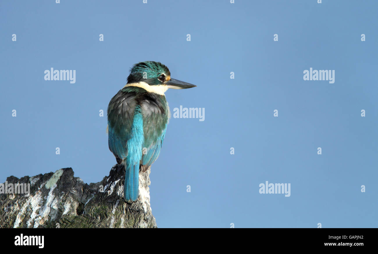 A Sacred Kingfisher, Todiramphus sanctus, sitting on tree stump with a blue sky background with copy space. Stock Photo