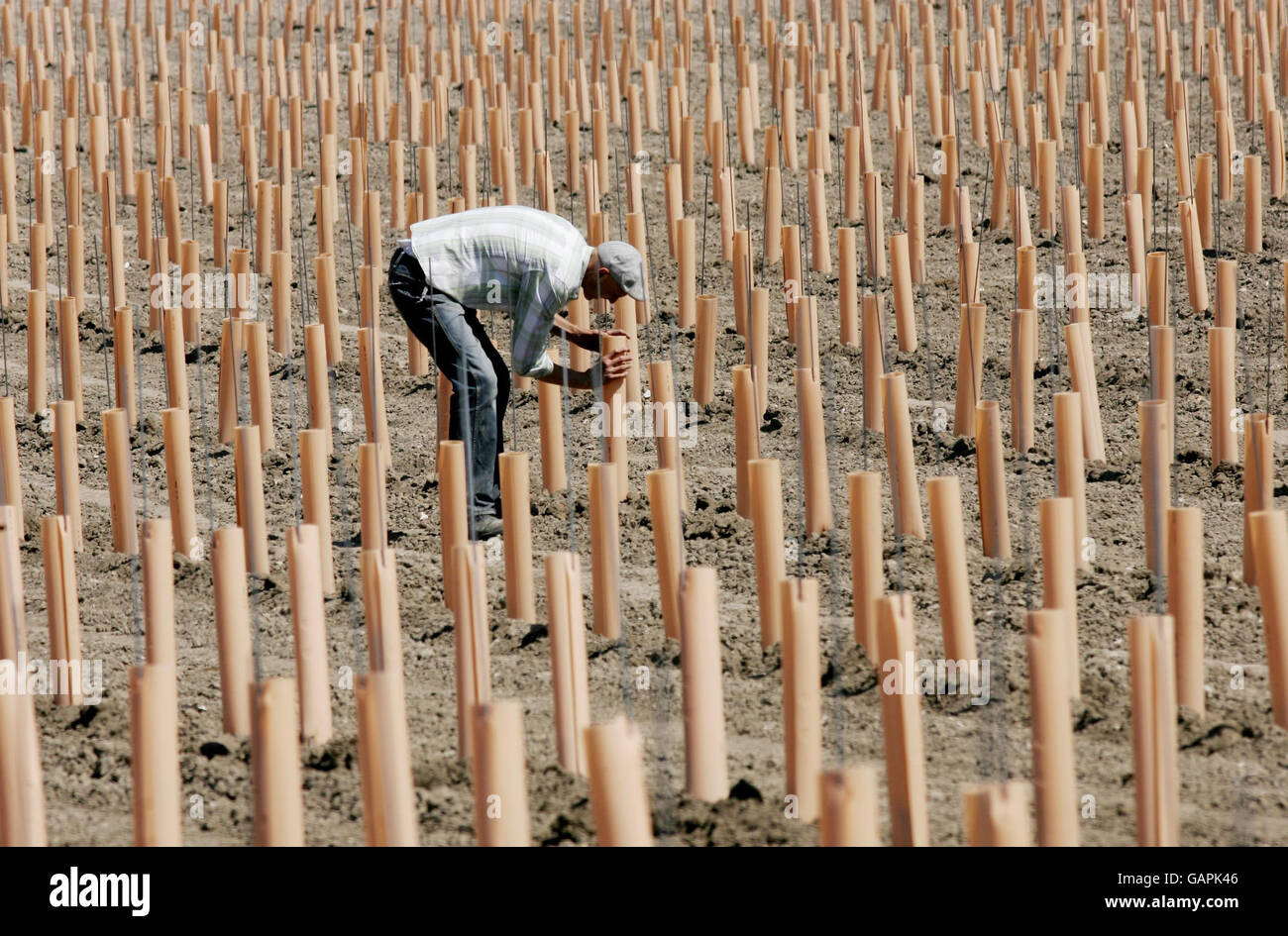 Craig Daly, Viticulturist and Vineyards Manager at Chapel Down Winery, tends to newly planted vines in a vineyard near Maidstone, Kent. Stock Photo