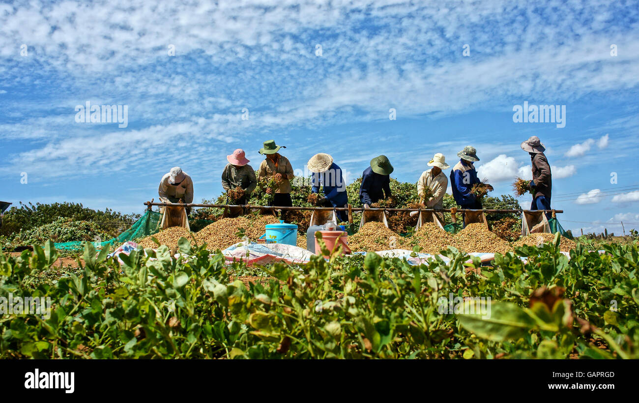 Under blue sky, farmers harvest peanut tree on the large area by take them out  of underground, peanut grain fall in pile Stock Photo