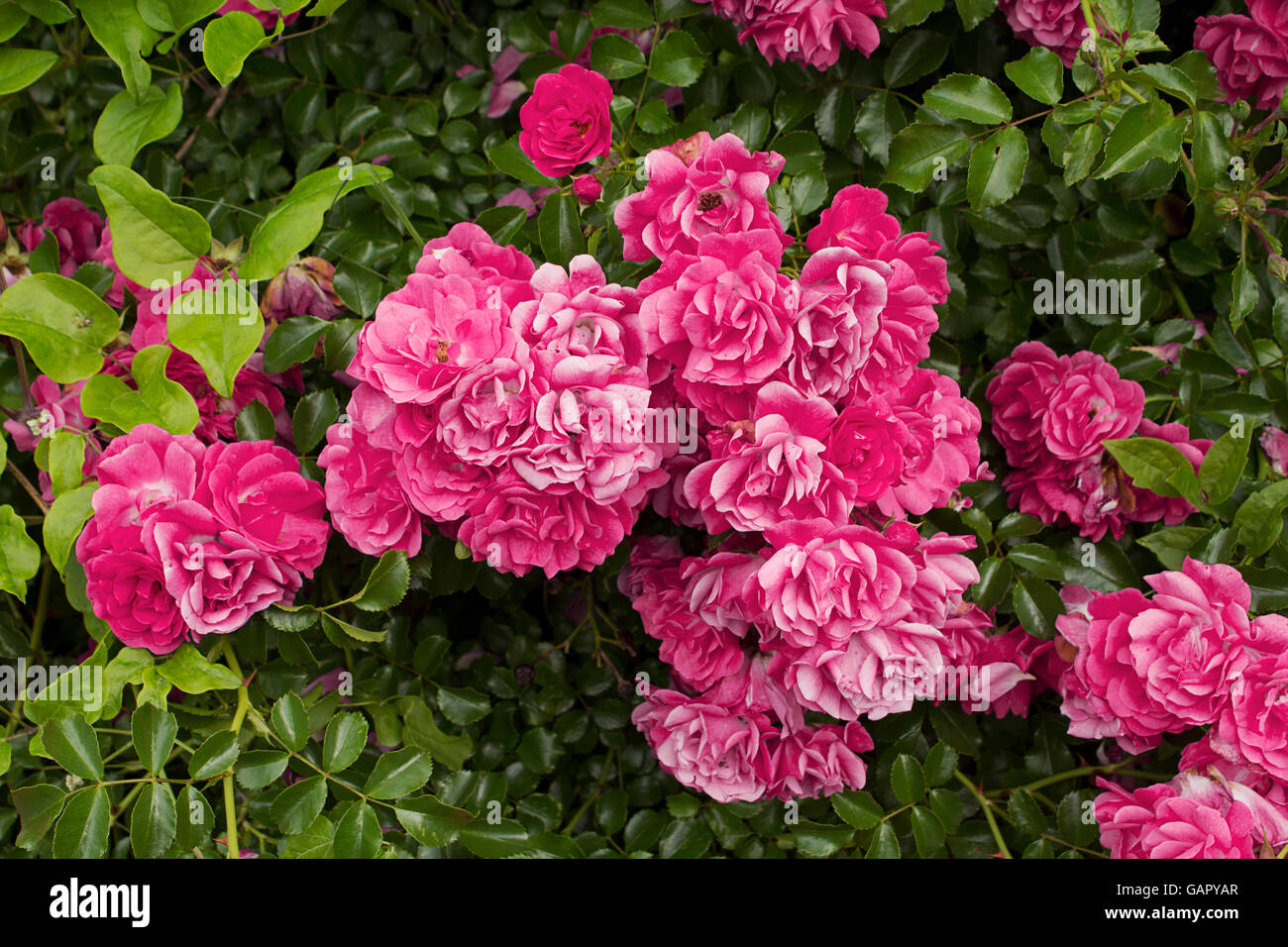 Garden Roses Texture Pink roses collection growing in the garden, as texture, with green ...