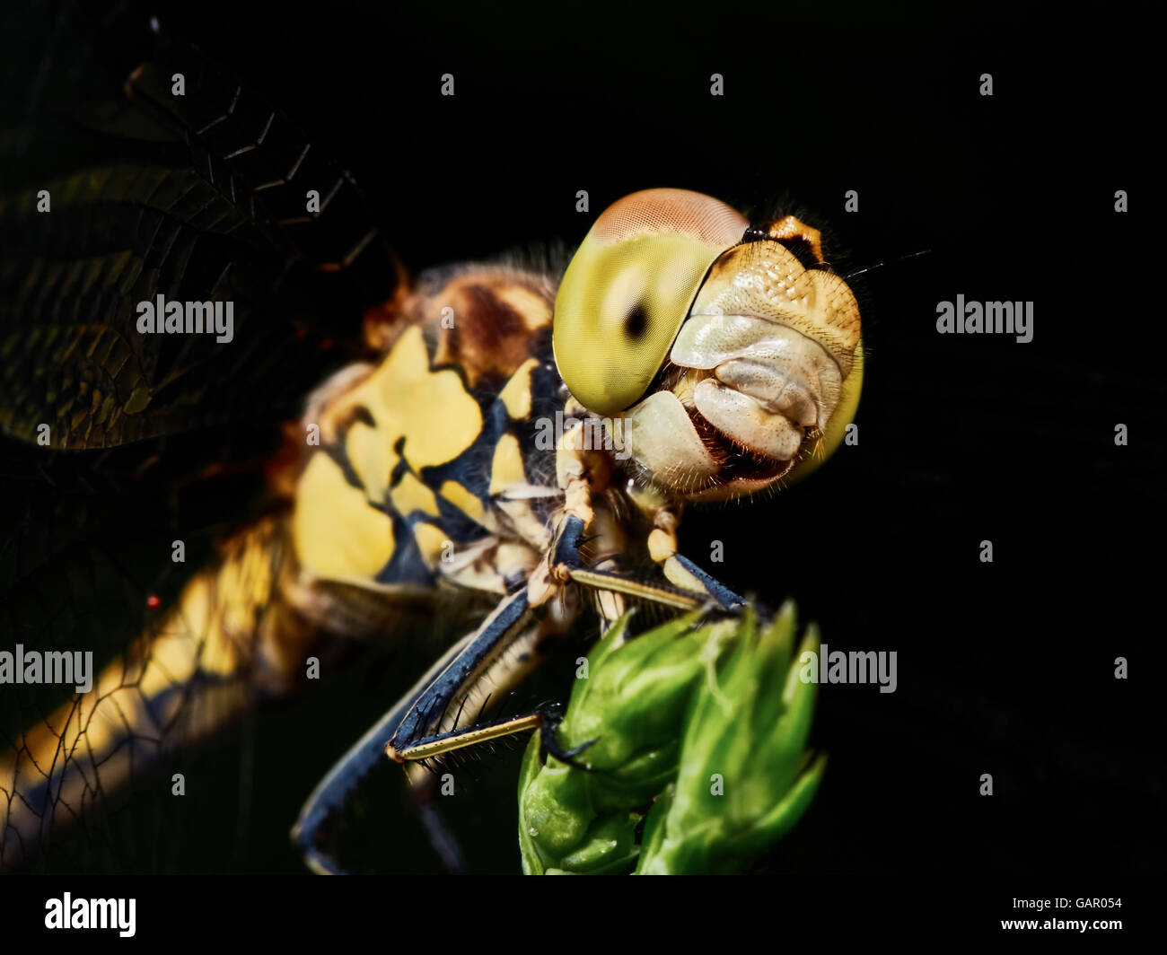 Dragonfly in the garden on a branch closeup Stock Photo - Alamy