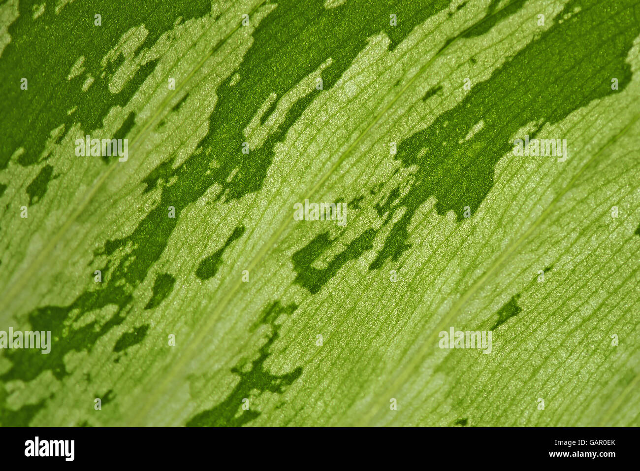 Macro photograph of green leaf texture as background Stock Photo