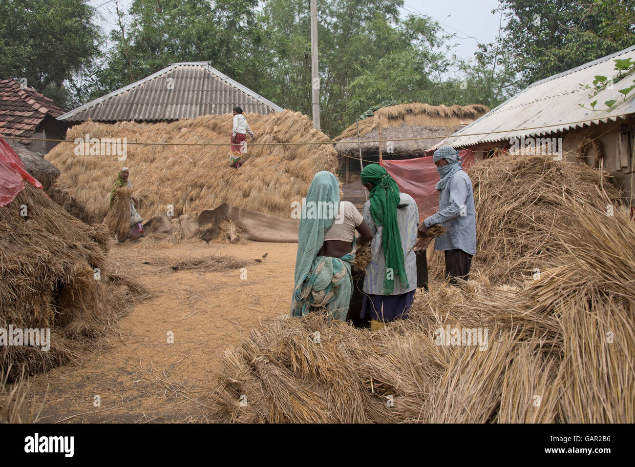 Bengal Reed Villagers thrashing reed to thatch roofs of houses in a rural community ...