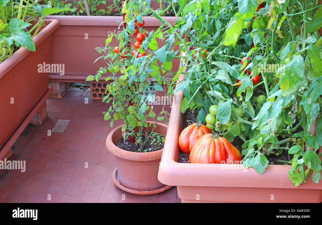 Plants of red tomatoes in the garden urban vase on a terrace of an apartment Stock Photo