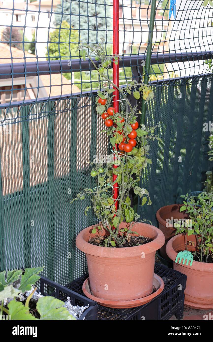 plant with red vine tomatoes in a small urban garden on the terrace apartment Stock Photo