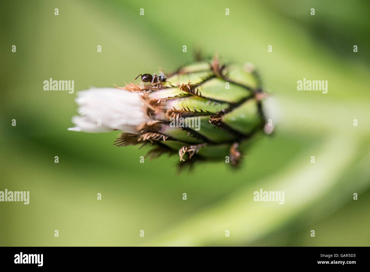 An ant on a white perennial cornflower bud (Centaurea montana Alba) Stock Photo