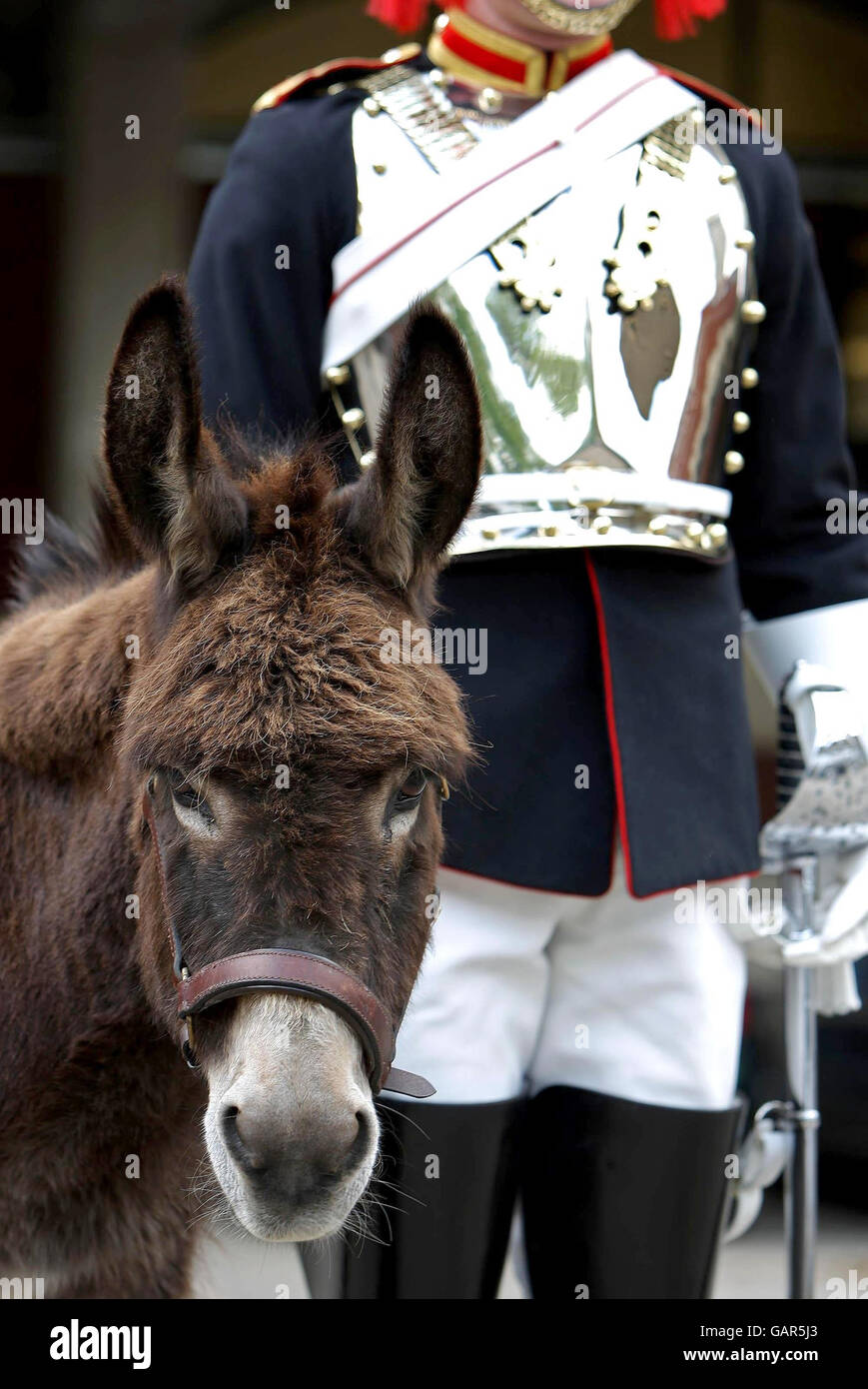 Emma, a 22-year-old donkey adopted by the Society for the Protection of Animals Abroad (SPANA), with a member of the Royal Household Cavalry at their barracks in Knightsbridge, London. Stock Photo