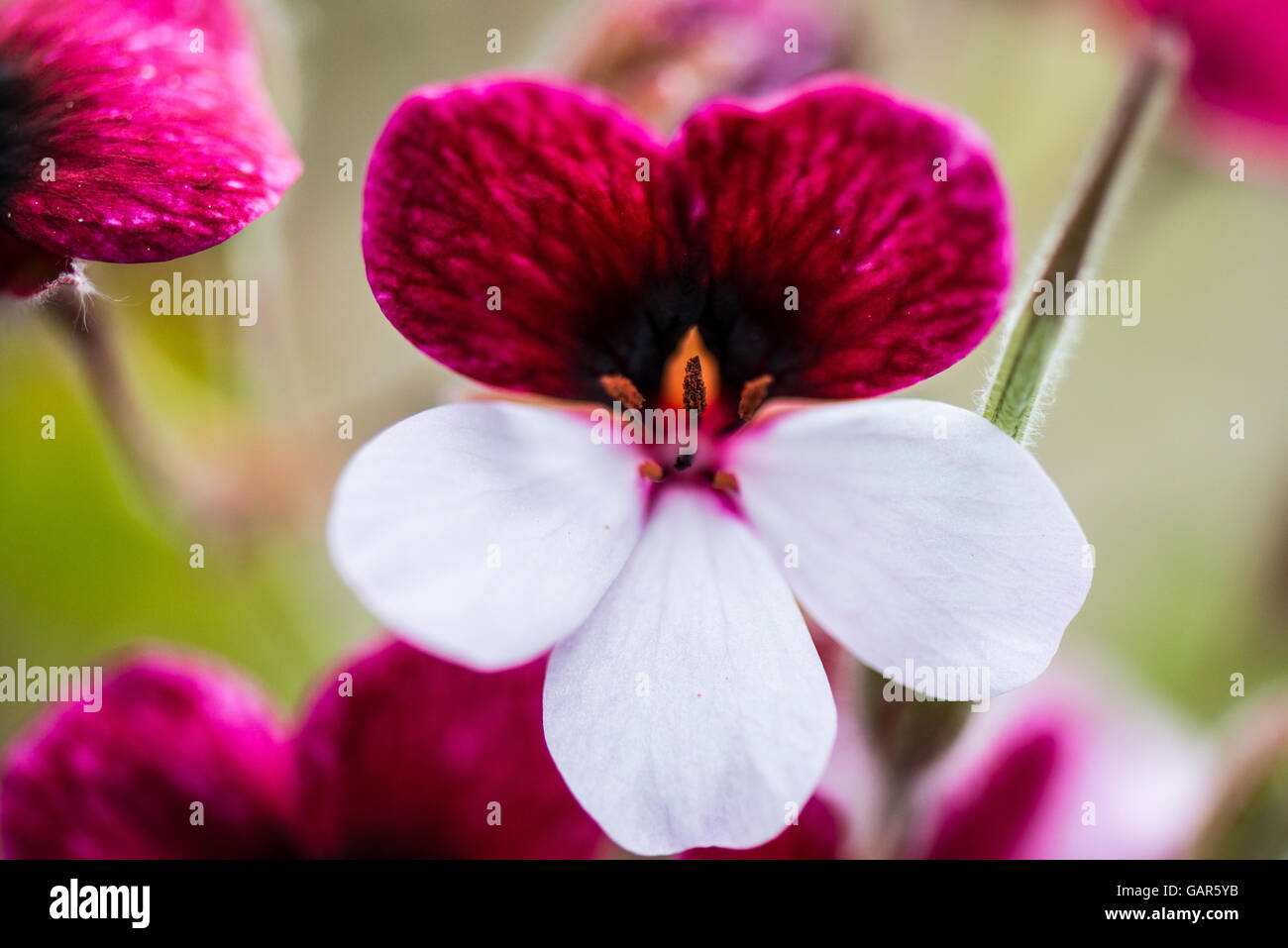 A white and red pansy flower Stock Photo - Alamy