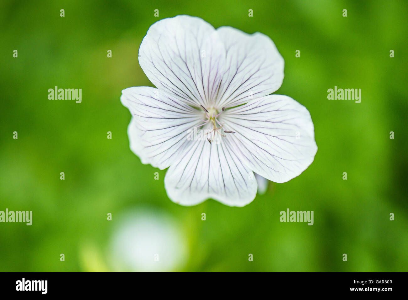 A close up of the flower of a Geranium clarkei 'Kashmir White' Stock Photo