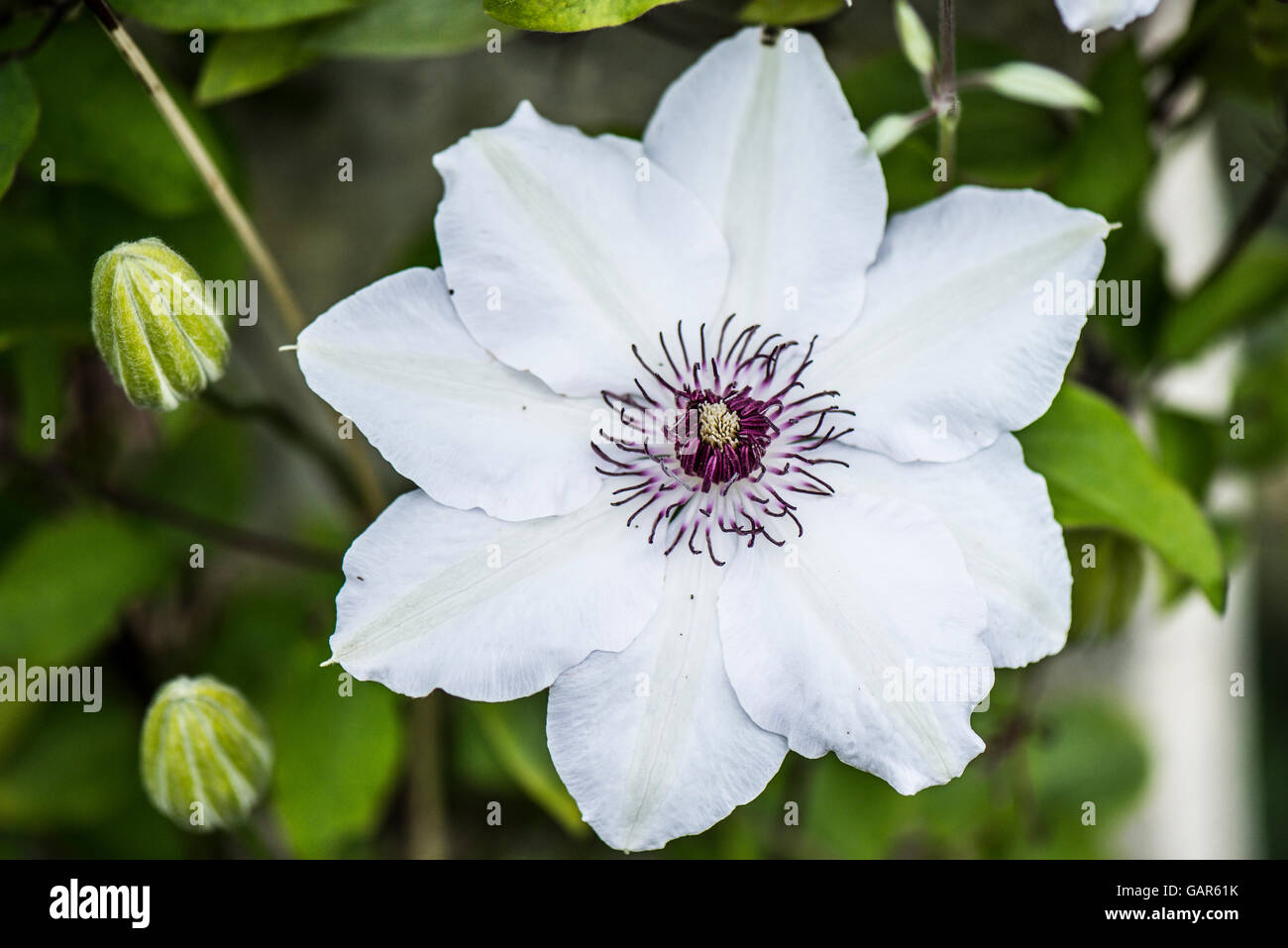 The flower of a Clematis 'Henryi' Stock Photo Alamy