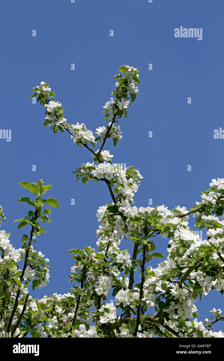 apple tree in bloom Stock Photo Alamy