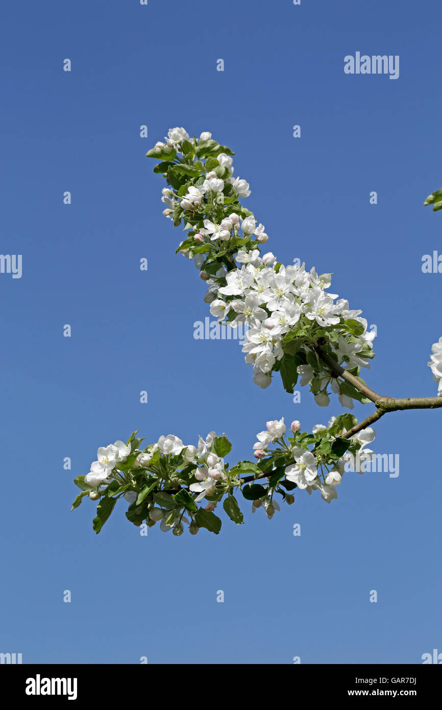 Apple bloom detail hi-res stock photography and images - Alamy