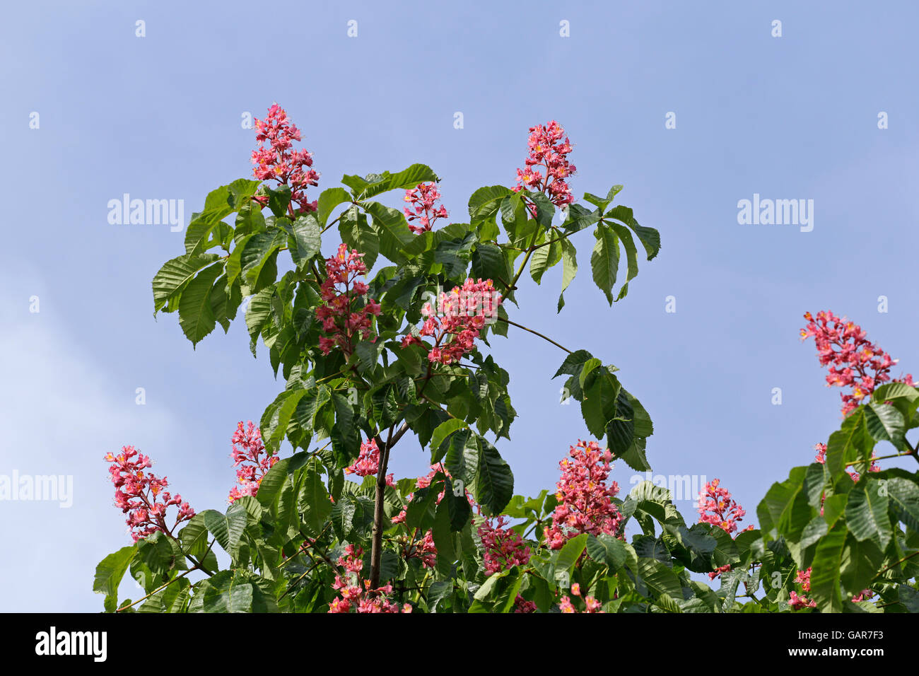 Pink chestnut tree hires stock photography and images Alamy