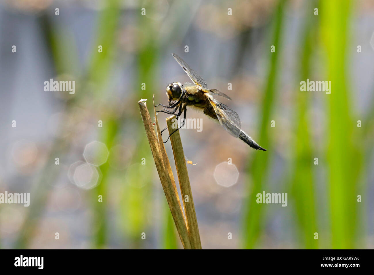 dragonfly sitting on a stipe Stock Photo