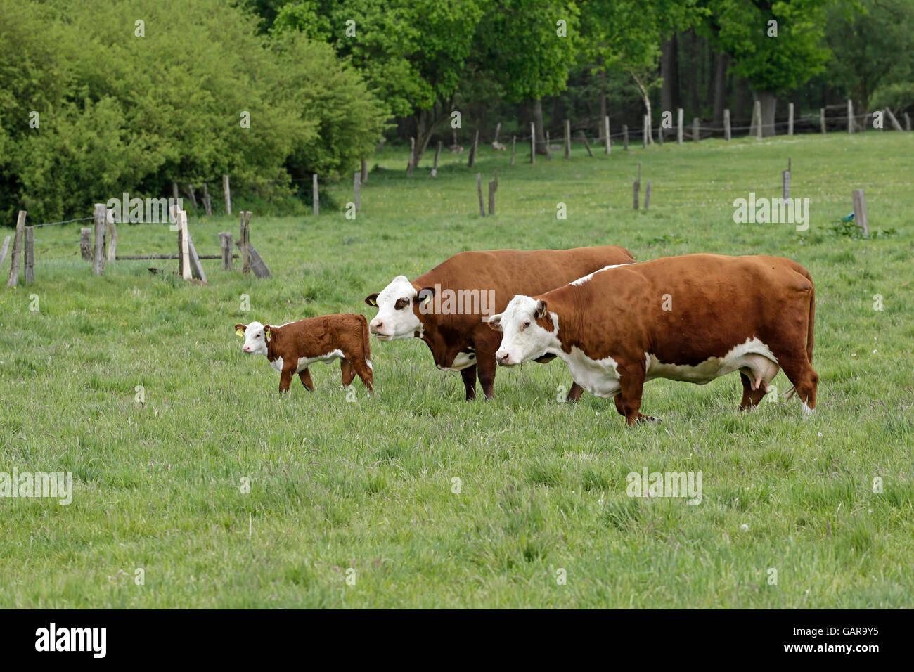 Polled Hereford cattle with calves, Tangendorf, Lower Saxony, Germany