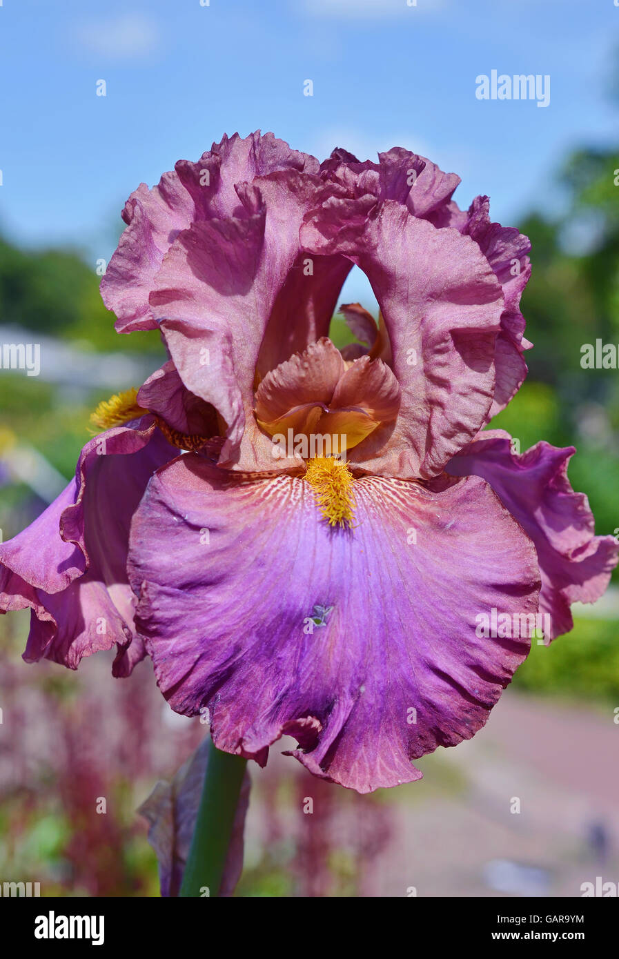 Bearded iris of mauve color close up. Stock Photo