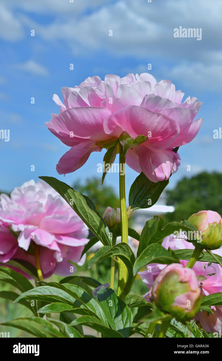 Pink peony on a background of blue sky blooming in the garden on a ...