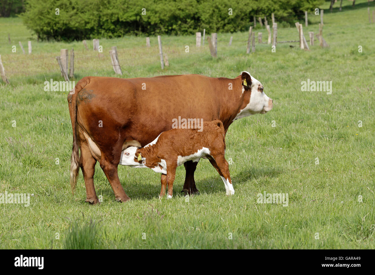 Hereford cow and calf hi-res stock photography and images - Alamy