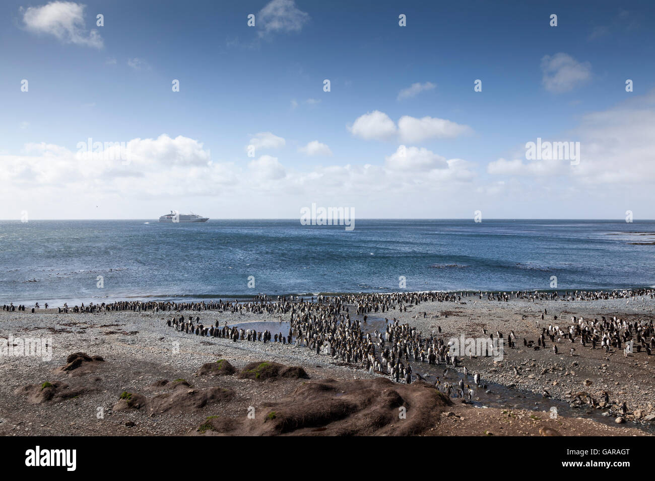 King Penguins at Macquarie Island, Australian subantarctic Stock Photo