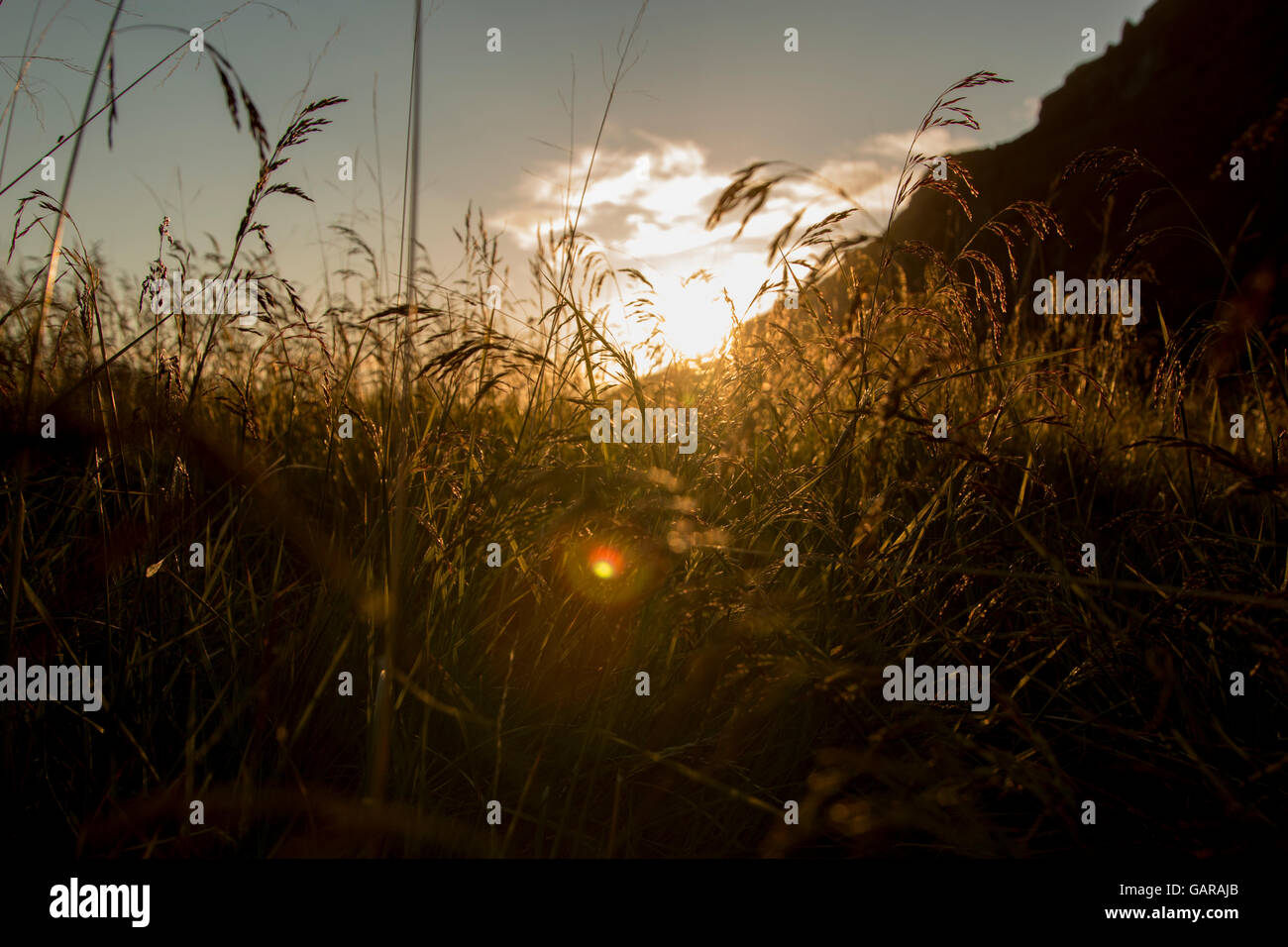 close up of field at sunset with mountain in background and small lens flare Stock Photo