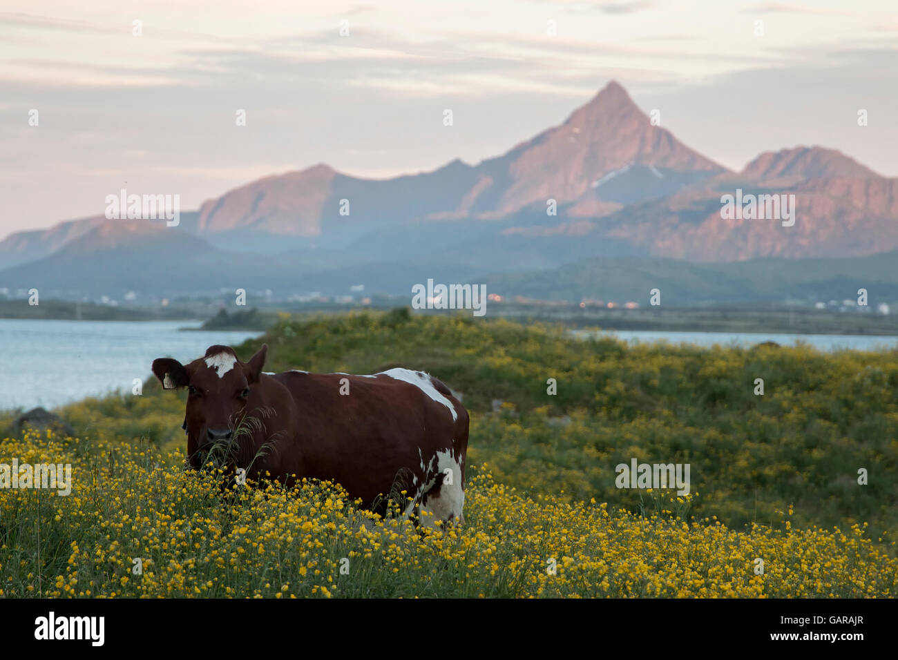 Cow grazing on pasture in Lofoten, Norway. Mountain lit by the midnight sun in the background Stock Photo