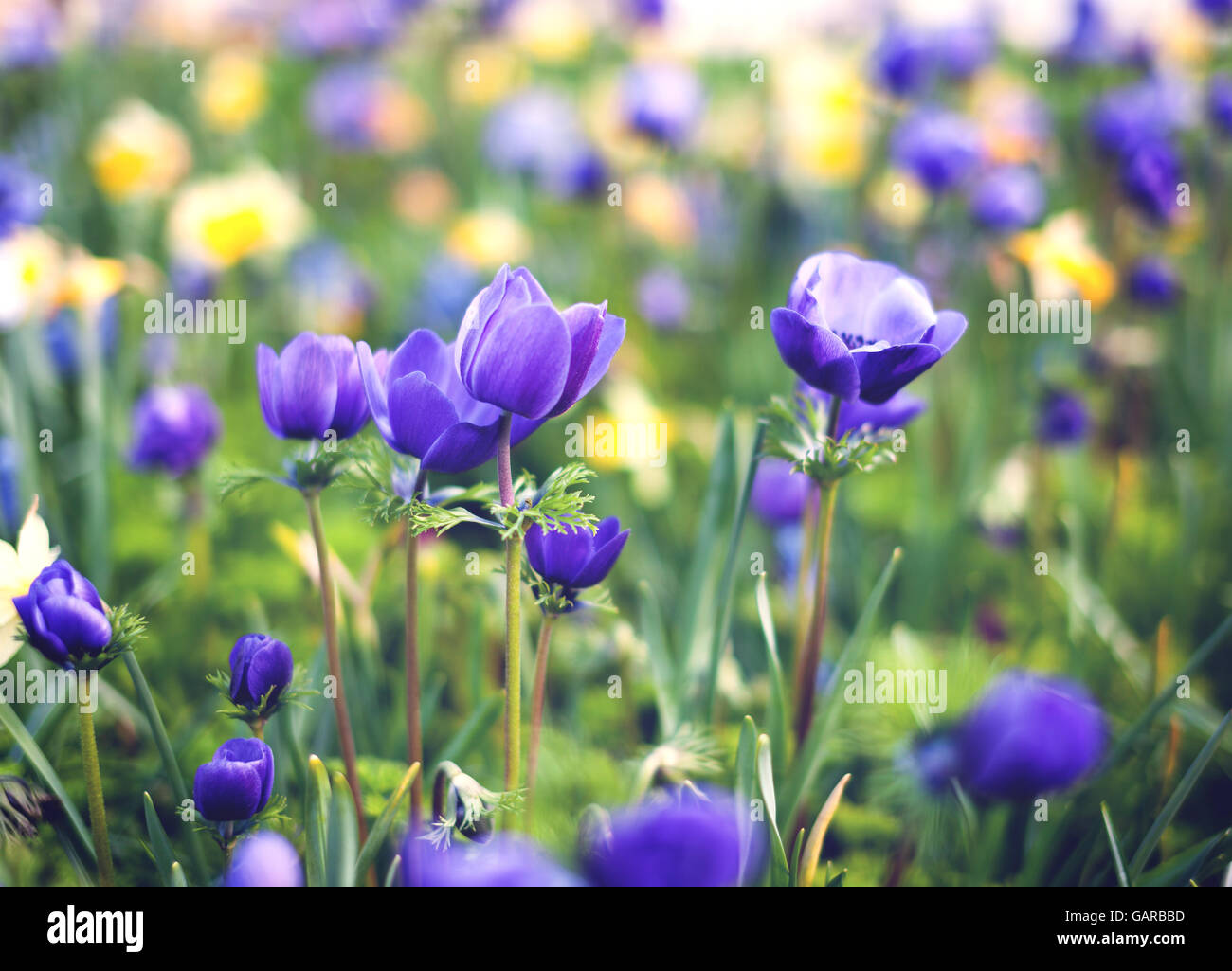 Purple flowers. Beautiful flowers in spring garden, vibrant floral background. Stock Photo