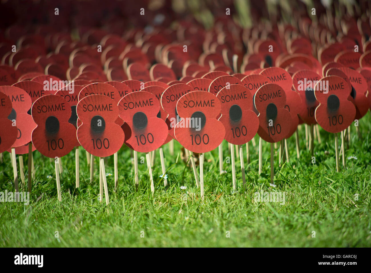 Field of poppies outside Westminster Abbey commemorating the 100th anniversary of the start of the Battle of the Somme at the First World War. London. UK Stock Photo