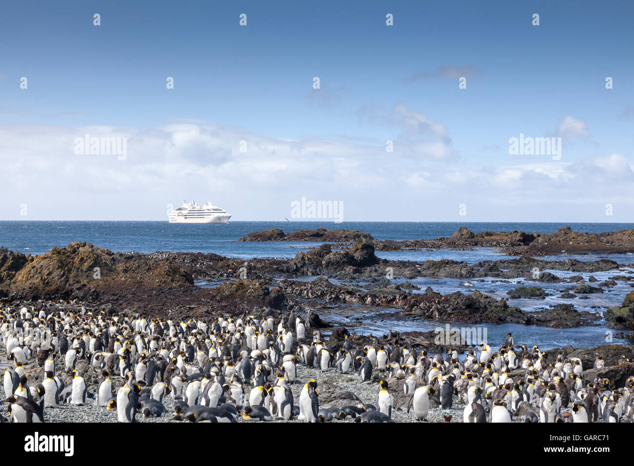 King penguins at Macquarie Island, Australian Subantarctic Stock Photo