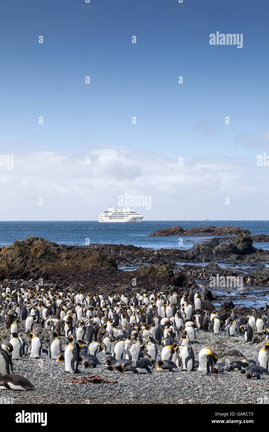 King penguins at Macquarie Island, Australian Subantarctic Stock Photo